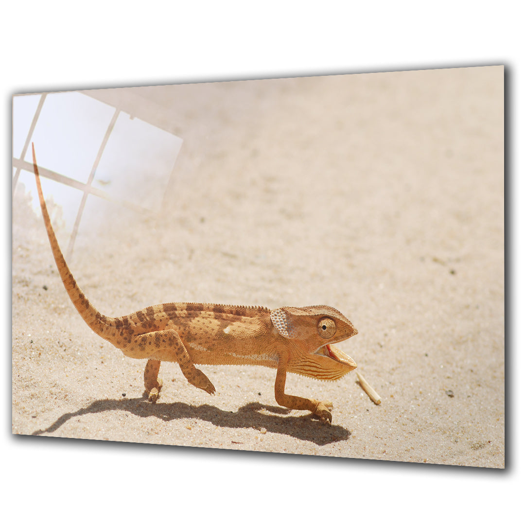 Animals - Common Chameleon - Barlowa Store