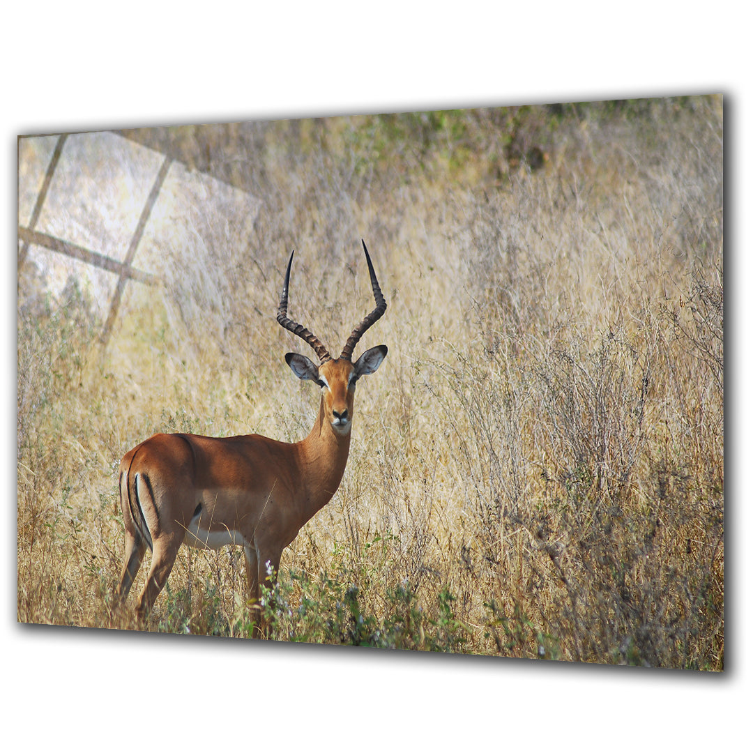 Animals - Deer - Barlowa Store