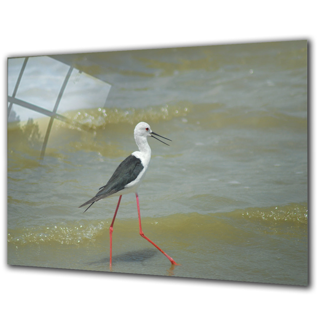 Animals - Black Winged Stilt - Barlowa Store