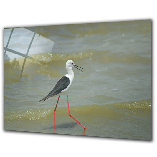 Animals - Black Winged Stilt - Barlowa Store