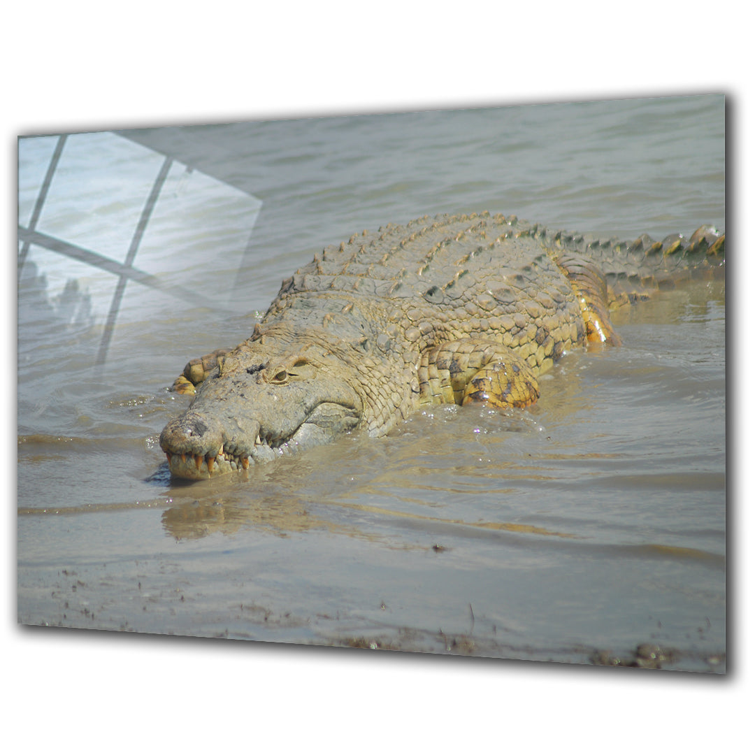 Animals - Crocodile - Barlowa Store