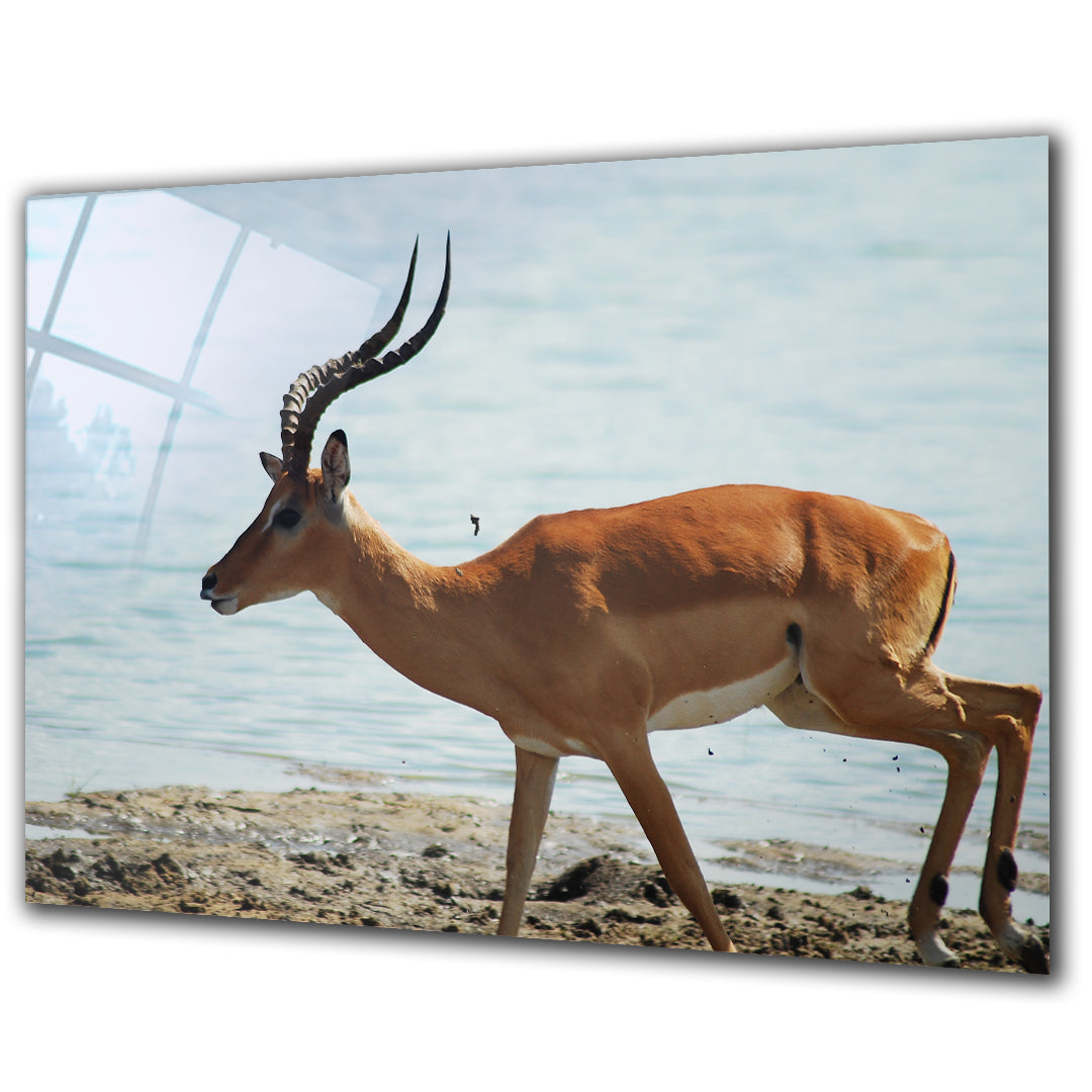 Animals - Deer 2 - Barlowa Store