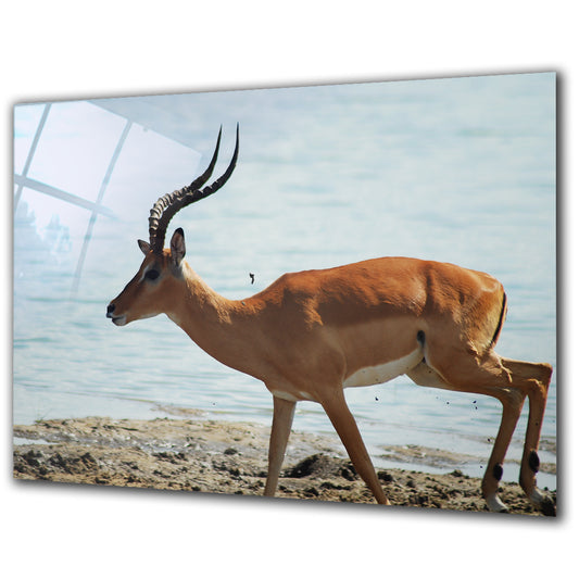 Animals - Deer 2 - Barlowa Store