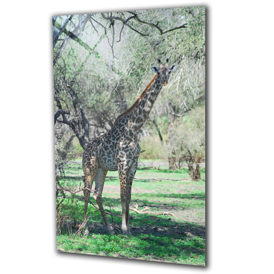 Animals - Giraffe - Barlowa Store