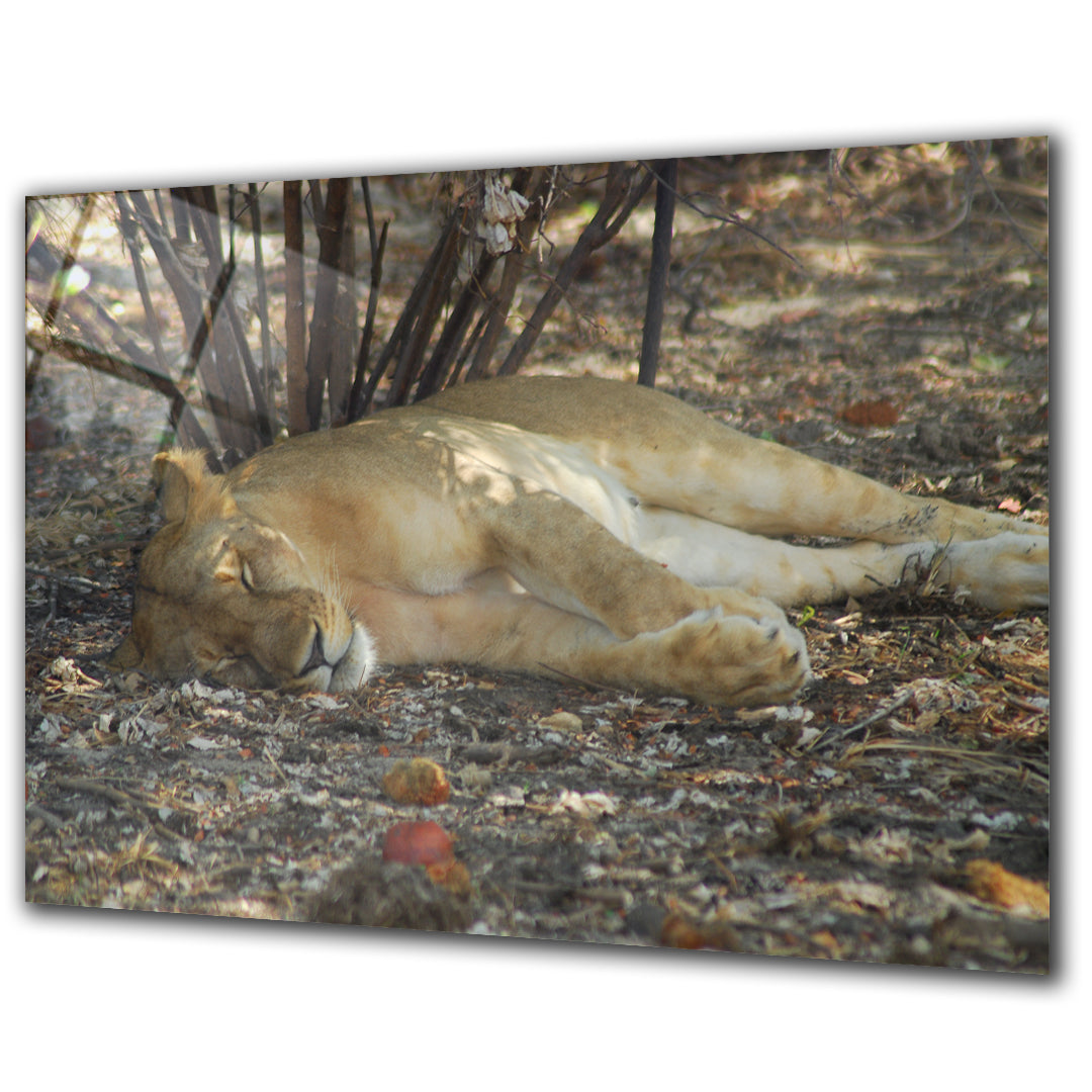 Animals - Lion - Barlowa Store