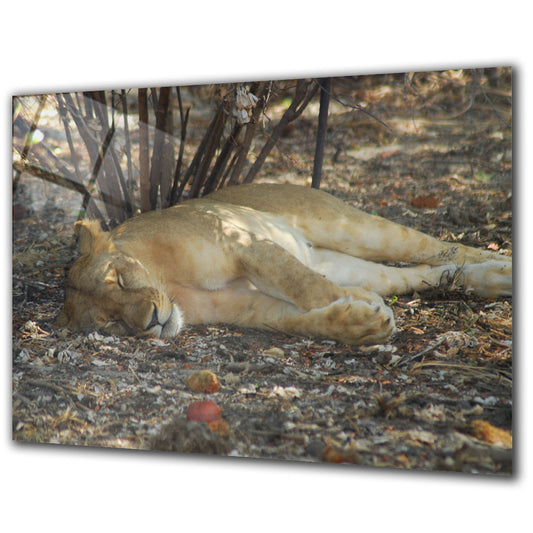 Animals - Lion - Barlowa Store
