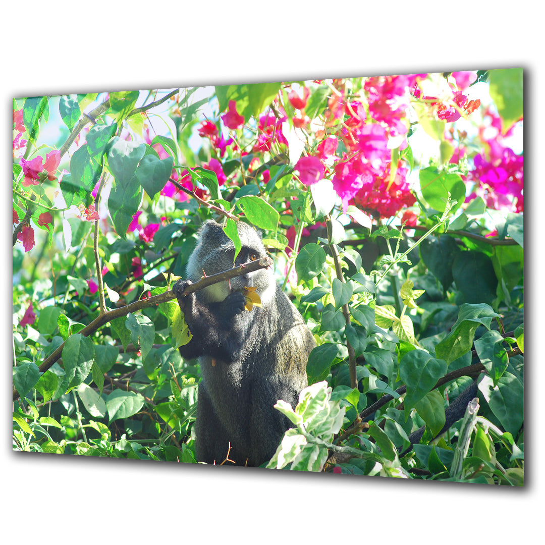 Animals - Monkey - Barlowa Store