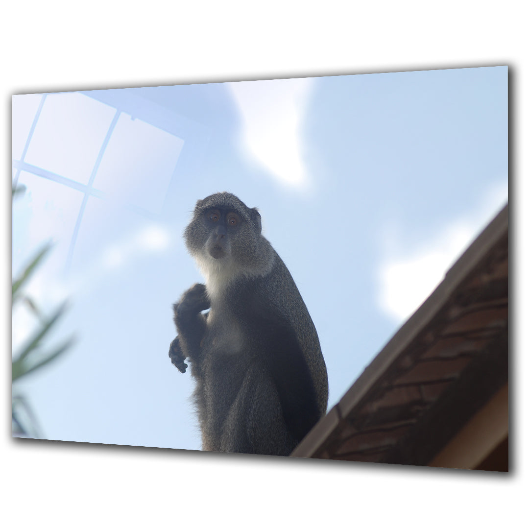 Animals - Monkey 2 - Barlowa Store