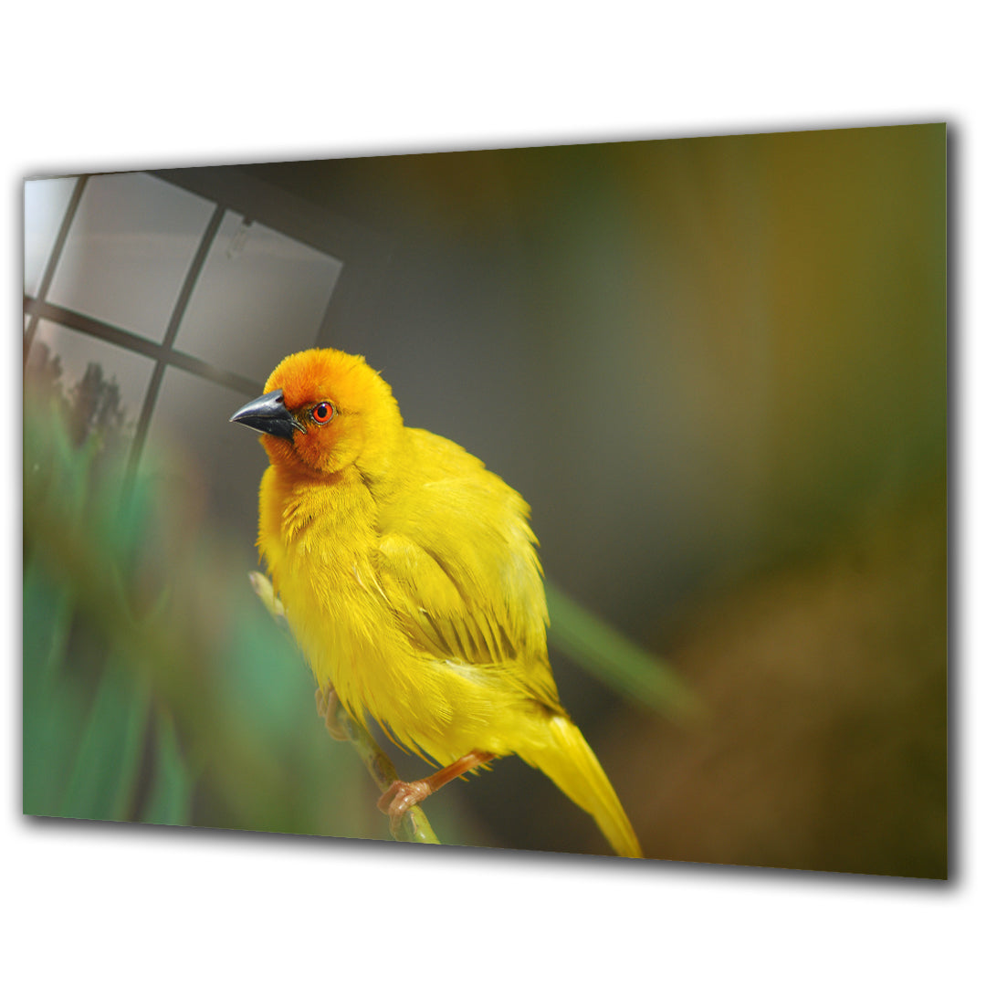 Animals - Old World Oriole - Barlowa Store